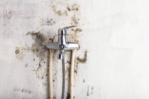 Best Mold Remediation for Schools in Bloomfield, NM