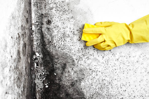 Best Attic Mold Remediation in Bloomfield, NM
